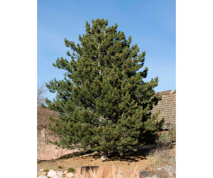 Austrian Pine